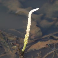 Aponogeton dassanayakei Manaw. & Yakand.